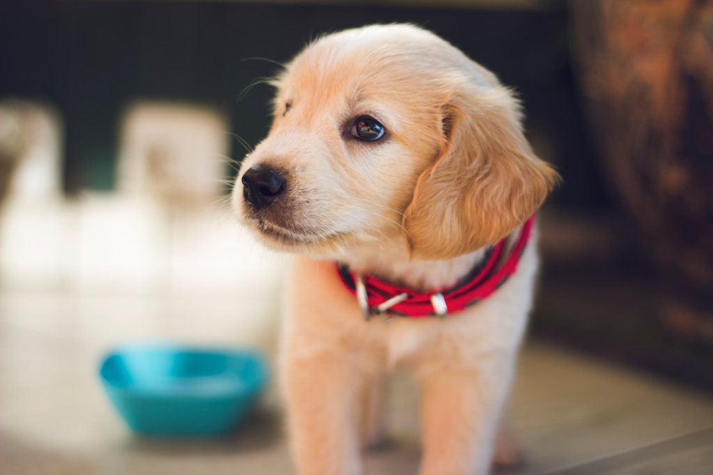 Considere sacos laváveis ​​para cocô de cachorro